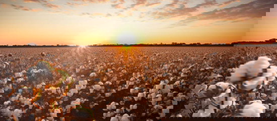 Field of cotton.