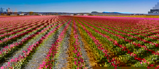 Field of tulips.