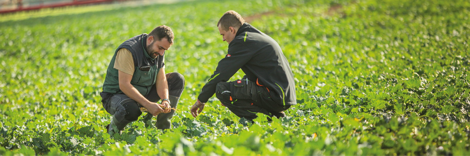 Two men kneeling in a lush green field, surrounded by vibrant plants, engaged in an agricultural activity.