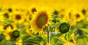 Sunflower crops