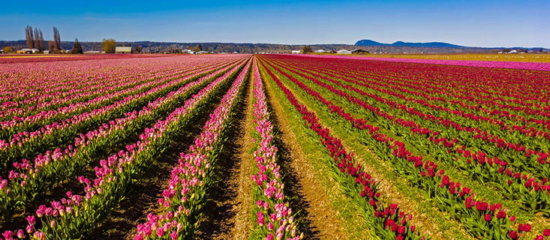 Field of tulips.