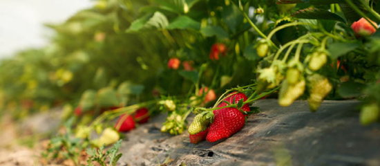 Field of strawberries.