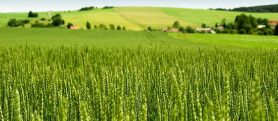 Field of cereal.