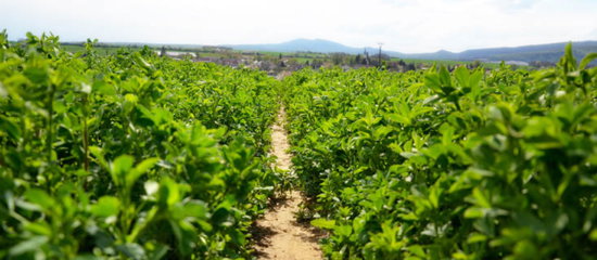 Field of alfalfa.