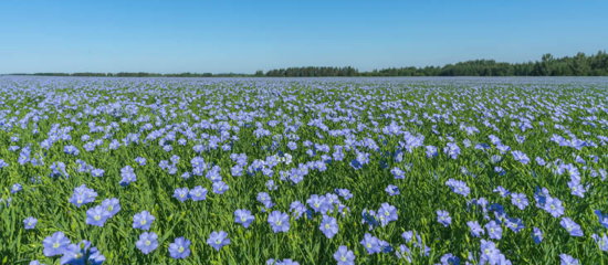 Field of flax.