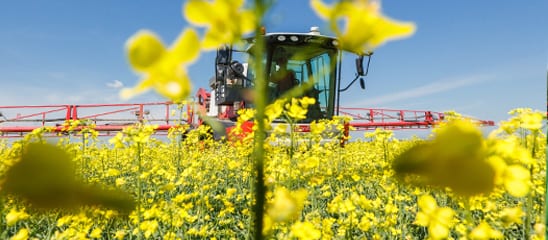 Rapeseed agrifac canola