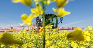 oil seed rape / canola