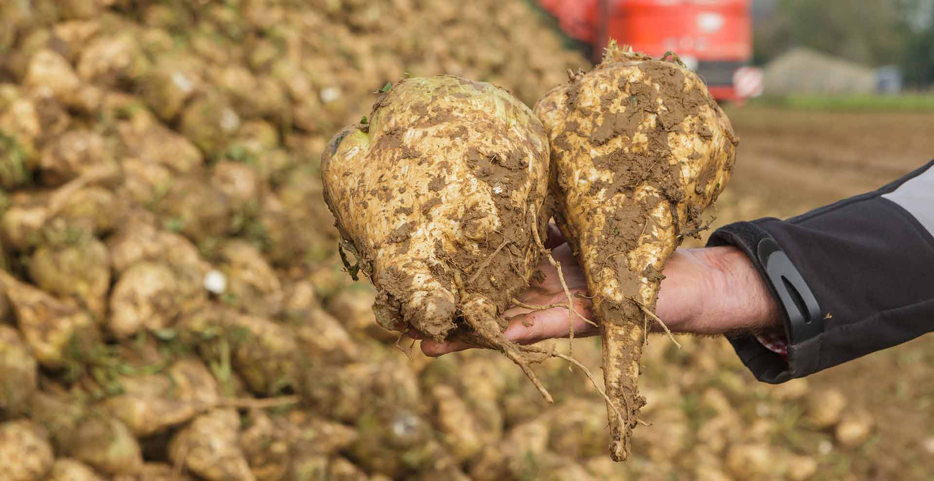 Sugar beets