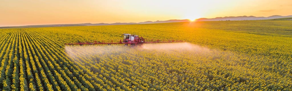 Condor crop sprayer in Sunflower field