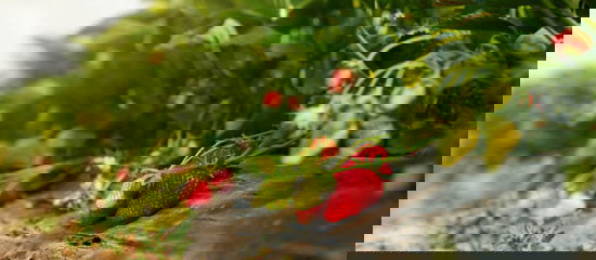 Field of strawberries.