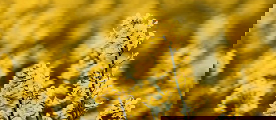 Field of rapeseed or canola.