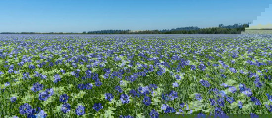 Field of flax.