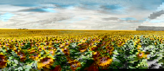 Field of sunflowers.