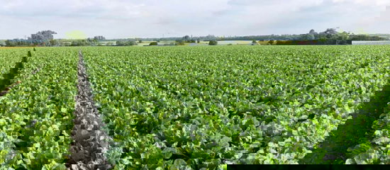 Field of sugar beets.