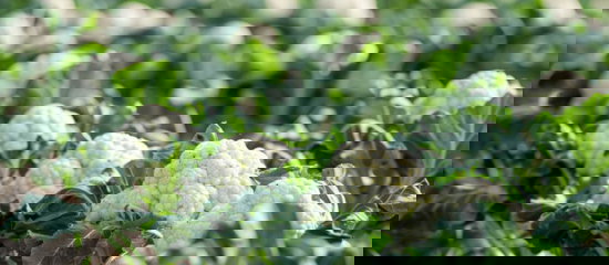 Field of vegetables.